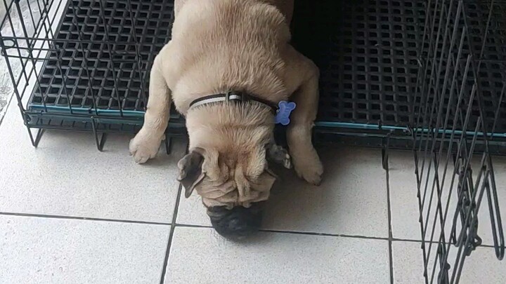 cute pug puppy praying before breakfast