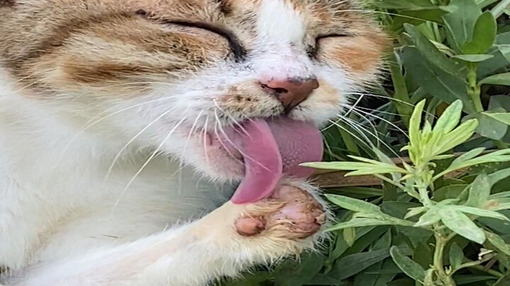 Từ hoài nghi đến tin tưởng: Chứng kiến hành trình một chú mèo hoang cụt chân dần mất dáng.