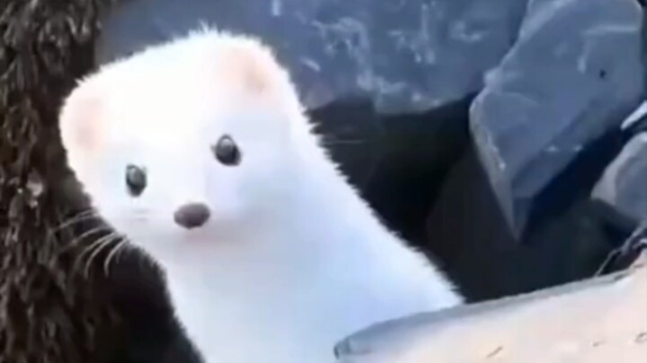 A foreign girl stumbled upon a big, white-and-yellow spirit fox in the mountains. After kindly feedi
