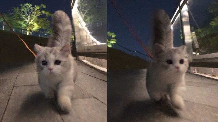 Cat: If I don’t take my human for a walk one day, I just feel awful!