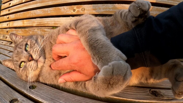 แมวตัวอ้วนสีเทาตัวหนึ่งนอนหงายท้องบนม้านั่ง