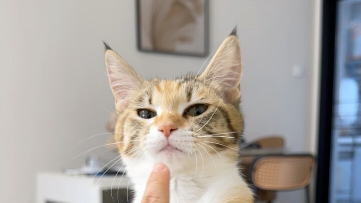 I picked up a cat PhD