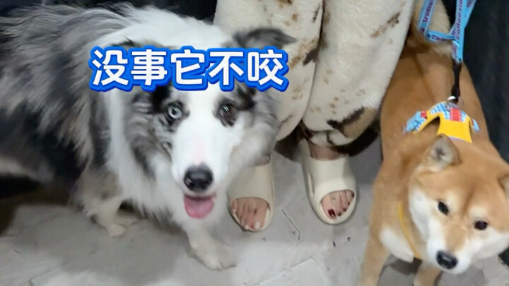 Mengajak anjing jalan tanpa tali bisa membahayakan orang lain, diri sendiri, dan anjing itu sendiri.