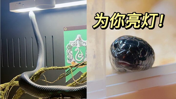 Đây có lẽ là con rắn đầu tiên trên toàn mạng mở đèn.