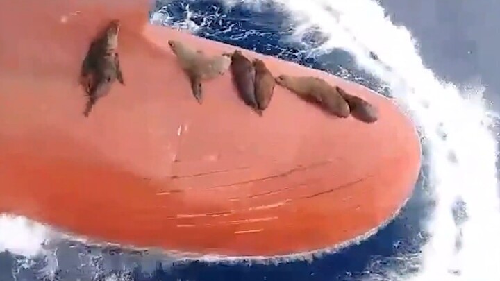 可可爱爱！一群海狮懒得游泳 跳上游客的轮船前端搭便车