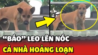 Báo thủ leo NÓC NHÀ hàng xóm khiến cả nhà HOẢNG LOẠN 😂 | Yêu Lu