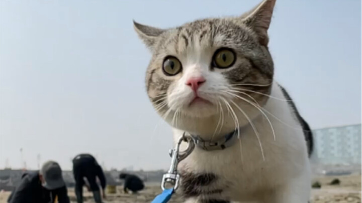 Little kitten on a beachcombing trip, all cool and aloof