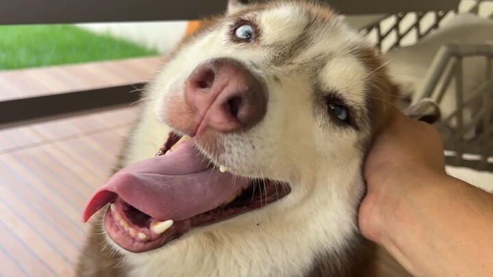 The husky's ears were itchy, so he asked his owner to scratch them—but ended up getting carried away