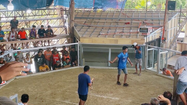 1rst fight🐓 talo na nanalo pa😁🏆  #badian cockpit