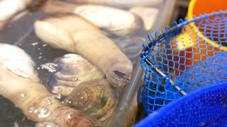 Ốc Vòi Voi - Tu Hài tươi ngon tại Nhật bản #amthucduongpho