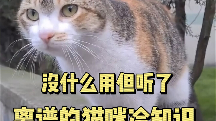 Những sự thật kỳ lạ về mèo nghe xong thấy hết sức khó tin