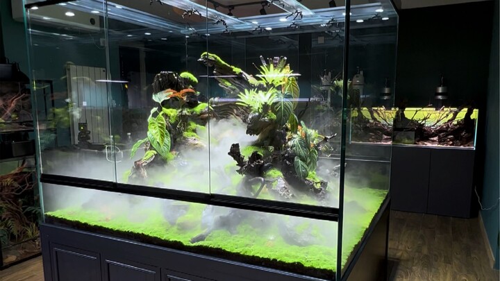 A brand-new tank and a brand-new crab are the perfect match!