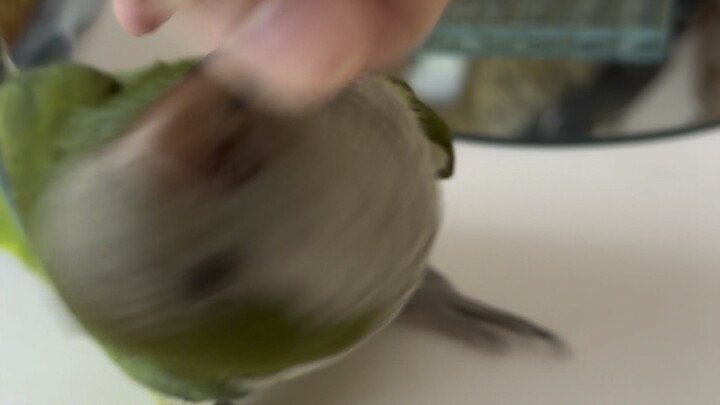 It’s super noisy when it’s in the cage, but once I let it out, it starts causing trouble everywhere 