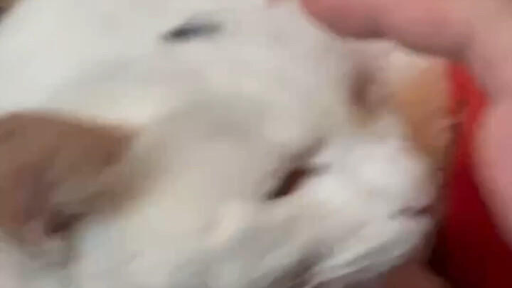 The cousin’s cat