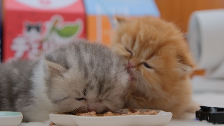 Teaching the little kitten to eat wet food—before you know it, it’s nibbling on its own head.
