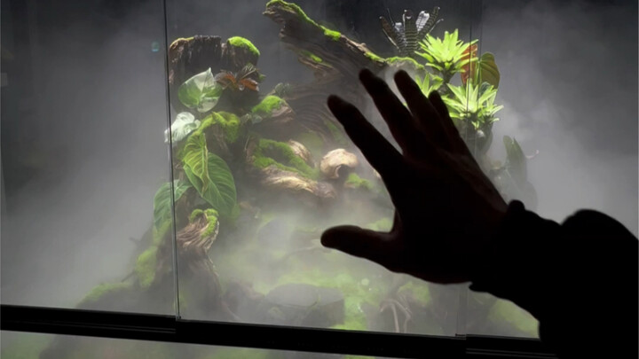 Magical Plants in the Rainforest Terrarium — A Peach Blossom Paradise for Insects —