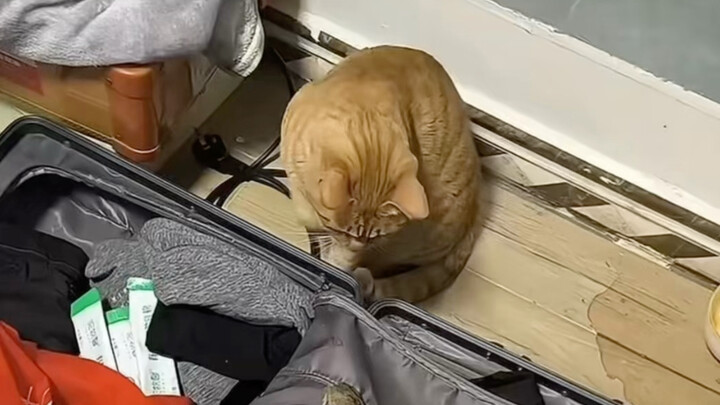 เหมยอยากแอบเอาหนูตัวหนึ่งใส่ไว้ในกระเป๋าเดินทางของคุณทาส แต่ถูกปฏิเสธ