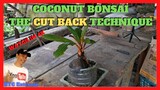 CUT BACK TECHNIQUE | Coconut Bonsai Maintenance and Care Tips