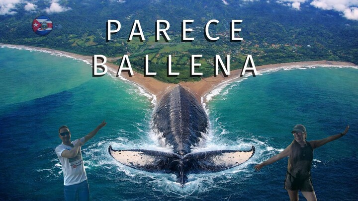 ¿Una ballena gigante en Costa Rica?  Tienes que ver esto 🇨🇷