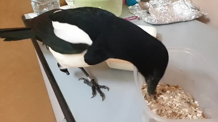 [Animals]A magpie came to our office to have a meal