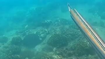 big Trevally for breakfast 😋🐟