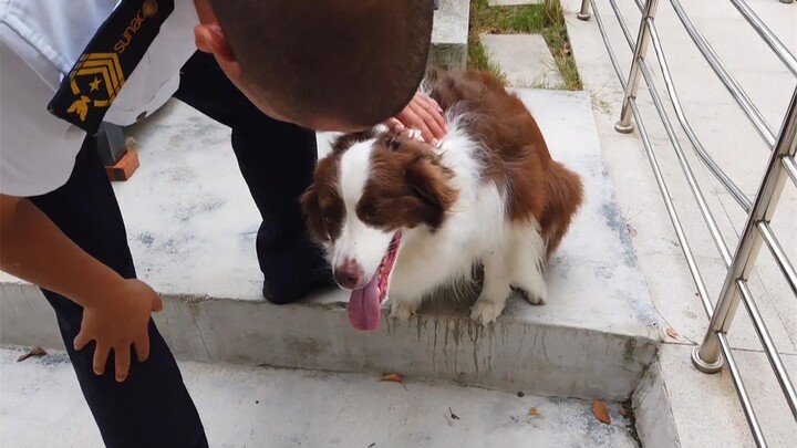 Anjing cuek saat satpam ramah menyapa, sang pemilik bingung—tapi satu kalimat dari satpam bikin pemi