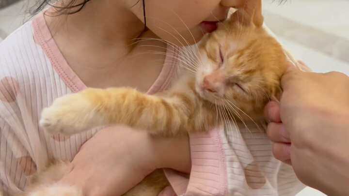 Mengangkat dan membesarkan kucing