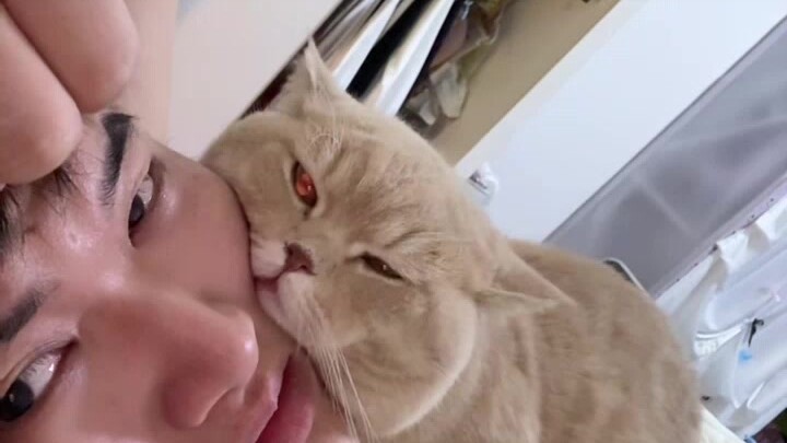 The Most Annoying Cat