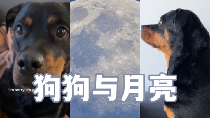 When the dog accidentally discovers the moon’s existence…