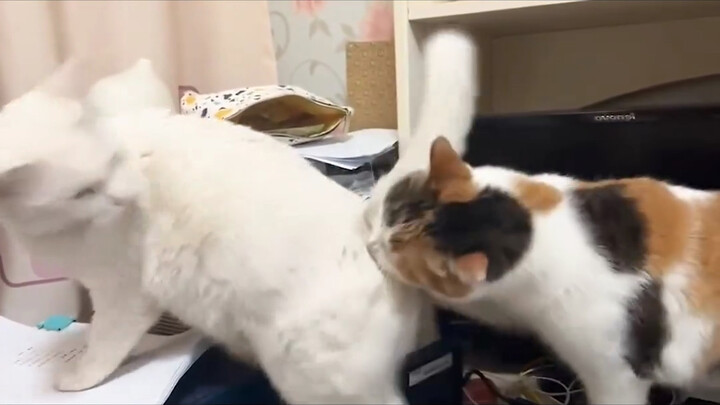 “เอ๊ะ ไม่สิ คุณมีความเป็นแมวดรูอิกันจริงๆ รึเปล่าเนี่ย?”