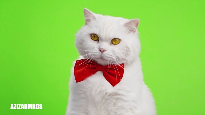 Kucing imut dan lucu dengan sura kucing meong meong terbaru 2021 full HD