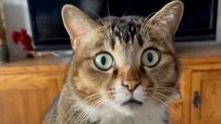 Kucing-kucing terkejut sepanjang tahun!