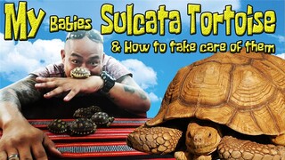 Baby SULCATA TORTOISE & How to take care of them