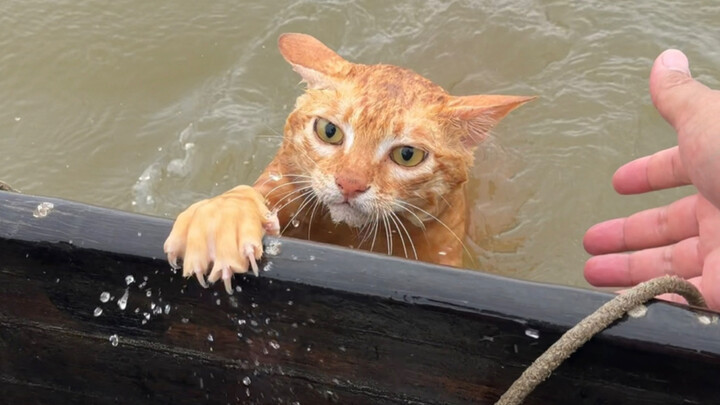Kucing penangkap ikan milik penduduk asli pesisir