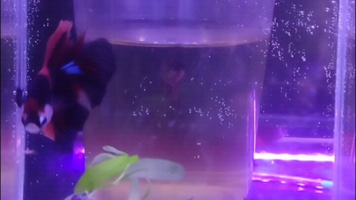 halfmoon Betta