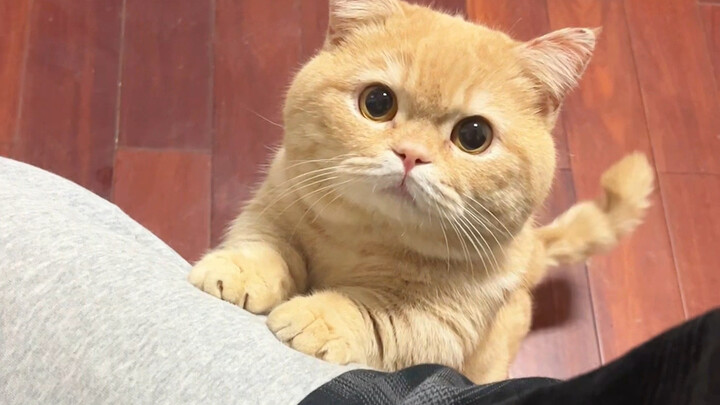 ขนมปังโฮลวีตมาจากไหน?
