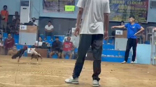 WIN! @SMCA 10/12/25 BULIK KONTRA MAYAHIN (STAG VS BULLSTAG)