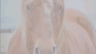 كلهم يستخدمون القطط لرسم الوجوه، فماذا عن الخيول؟
