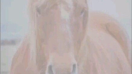 Everyone is using cats to draw faces, what about horses?