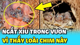 💥Cô gái NGẤT XỈU khi thấy LOÀI VẬT KỲ LẠ trong lúc LÀM VƯỜN | TIN GIẢI TRÍ