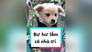Tốn cơm tốn gạo quá... cunyeucuadua chó chócon chókhôn chócute chó_cưng chócon chókhôn chómèo xuhuong fyp