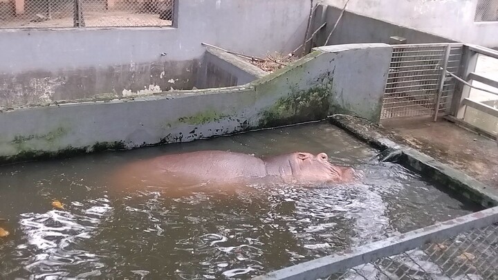 zoo