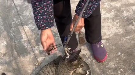 ฉากหนึ่งในช่วงปิดเทอมฤดูหนาว ฉันบอกคุณย่าว่าแมวน้อยอ้วนขึ้น คุณยายก็รีบหยิบสิ่งที่ใช้มานานหลายปีออกม