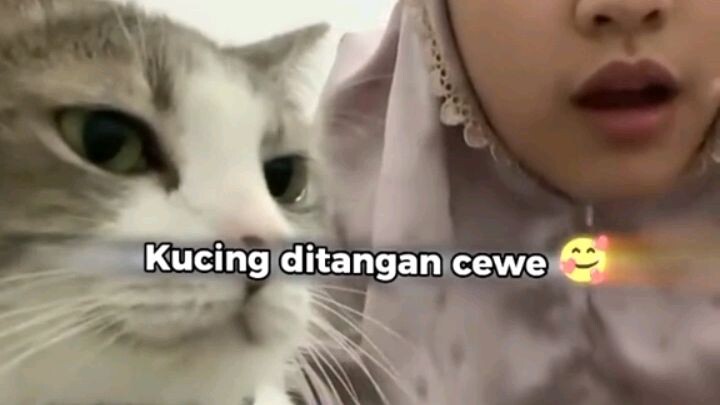 ketika kucing di tangan cowok