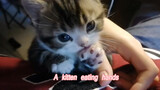 Động vật|Chú mèo "ăn" tay