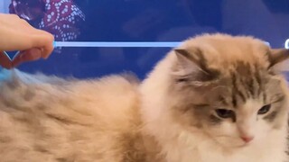 A very elastic scratching cat