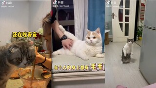 Video Này MeoW Phết - Tổng Hợp Meme Mèo 5