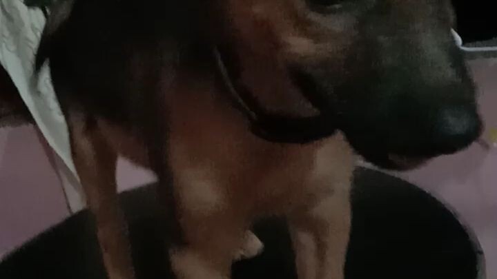 bullet dog half breed belgian/jap.pits.