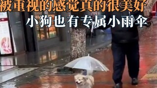 Perasaan dihargai memang sangat menyenangkan, di balik anjing yang manja pasti ada pemiliknya yang m