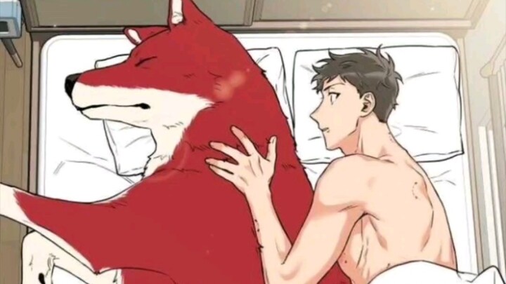 『Let the wolf into the house』#Share the pillow with the wolf#Werewolf｜I woke up with a red wolf in m